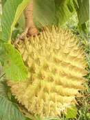 Amazon Custard Apple Tree Biriba (rollinia deliciosa)