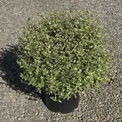 Abelia x gr. 'Variegata'