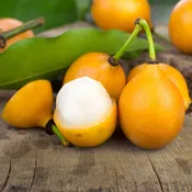 Achacha achachairu trees Garcinia humilis