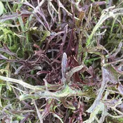 Mizuna Red Streaks Mustard