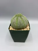 Euphorbia obesa — Desert Creations