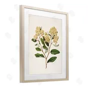 1x | Flowering Cream Blooms Wall Art