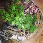 TERRARIUM — Portland Florist | AMANDA KARAM FLORAL Co.