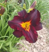 Dominic — Hillsdale Lily Garden