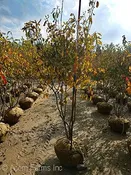 Amelanchier 'Aut Brilliance' 5 gal ms