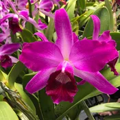 C. purpurata flamea 'Blushed Tips' x B. nodosa 'Josephine'flamea sib