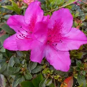 AZALEA – LAVENDER 6IN