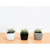 2″ x 2″ Promo Vase With Air Plant