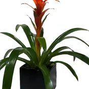 Bromeliad