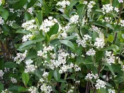 Aronia arbutifolia “Brilliantissima”- Red Chokeberry