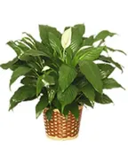 6 INCH PEACE LILI PLANT