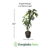 Angie Mango Tree, Grafted