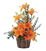Asiatic Lilies