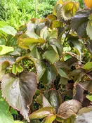 Jungle Dragon Sunset Shrub (acalypha sp.)