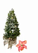 Christmas Tree (choices)
