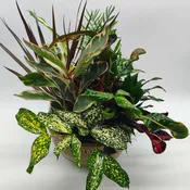 Dish Garden 10 inch bowl