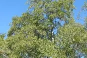 ALNUS SINUATA, Sitka Alder 10 cubic inch plug