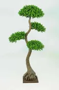 Boxwood Tree x4 Heads