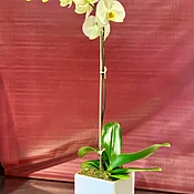 Yellow Phalaenopsis Orchid Plant in white ceramic cube
