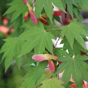 Acer circinatum