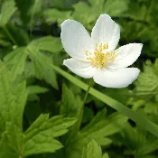 Anemone canadensis