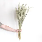 Dried Avena