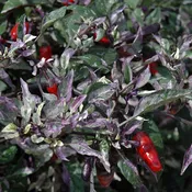 Calico Ornamental Pepper - 5" Fall Annuals