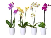 5in Phal Asst. Orchid in Orchid Print Ceramic, 13/pk