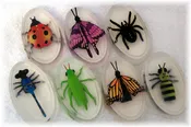 Bugs In Your Soap