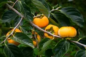 Japanese Persimmon – Shipping Fall 2026