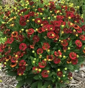 Helenium autumnale Mariachi™ 'Salsa'
