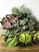 Green Plant Garden