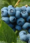 BLUE JAY NORTHERN HIGHBUSH BLUEBERRY