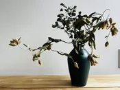 Designer's Choice Dried Arrangement in ClaybyClaireSF — Niche & Nook Flowers