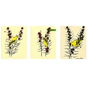 Notecard Set 3: Finch Feast