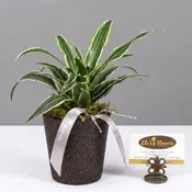 Striped Serenity Dracaena - 4" Planter