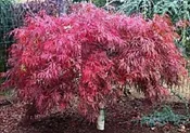 Acer palmatum var. dissectum 'Tamukeyama'