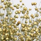 Dried Flax