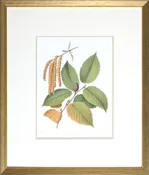 ANTIQUE BLACK BIRCH