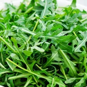 Arugula | Two Live Garden Plants | Heirloom | Non-GMO, Peppery Herb, Easy to Grow