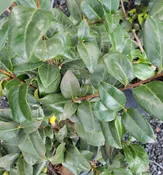 Camellia japonica ‘Ace O’ Hearts’ TRELLIS