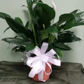 Peace Lily Plant
