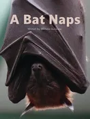 A Bat Naps