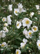Anemone ‘Honorine Jobert’ Windflower  Z 4-8