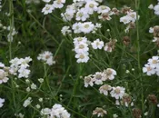 Achillea ptarmica ‘The Pearl’ Sneezewort, Shirtbuttons  Z 3-9
