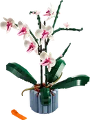 Orchid – L10311