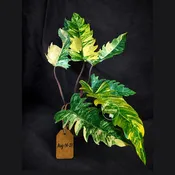 Super Rare Variegated Philodendron Caramel Marble (Aug-14-27-ER)