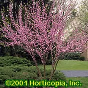 American Redbud – Seedlings