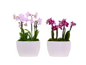 6in Asst Espresso Garden in Jess Duopot Ceramic, 12/pk