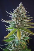 DOOBIEBIRD DAYDREAM: FEM